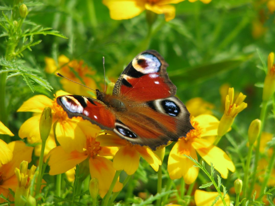 Ирочка Клименко ★ | Санкт-Петербург