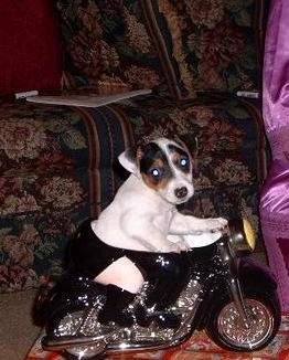 Андрей Палясный | Чечельник