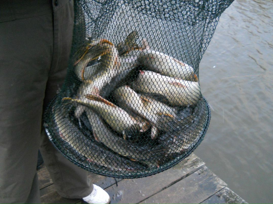 Станислав Тищенко | Киев