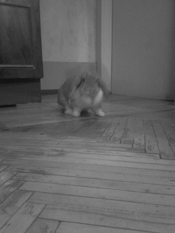 Кукурузный Хлопец | Санкт-Петербург