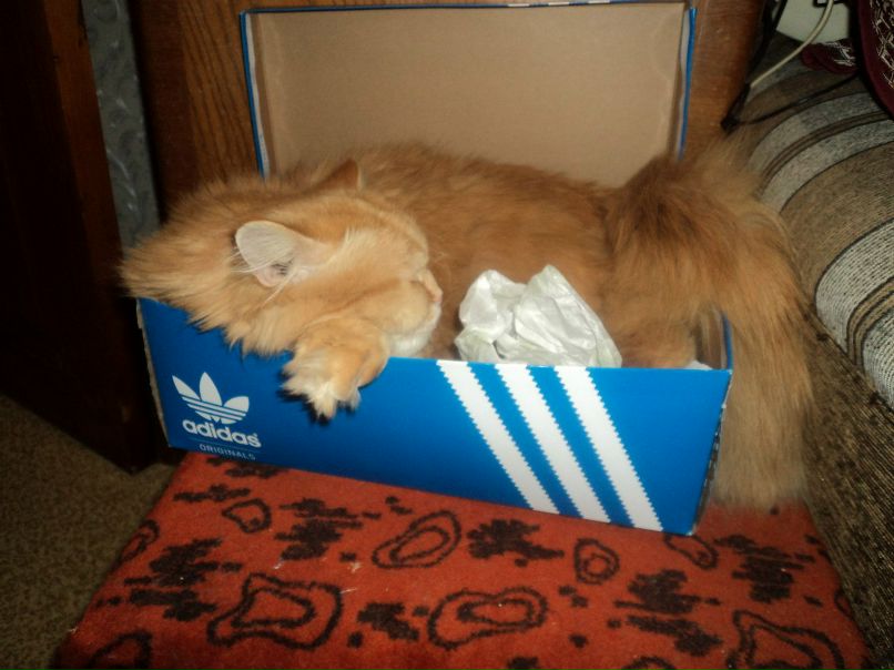 Иван Пайкес | Москва