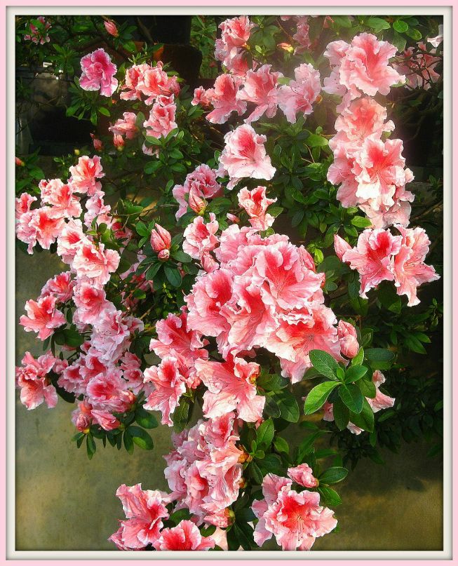 Лариса Стулина | Санкт-Петербург