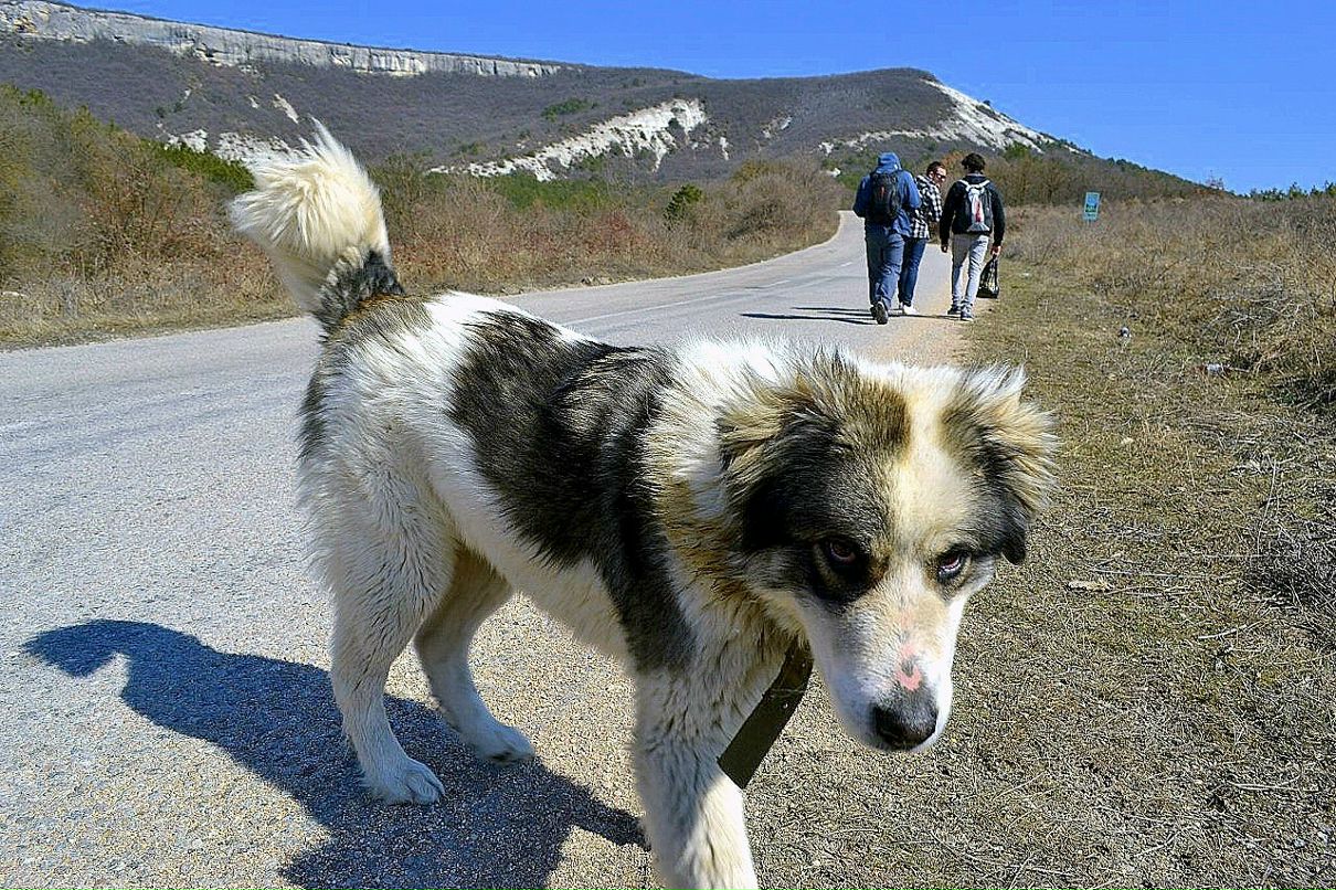 Юрий Кривошеин | Севастополь