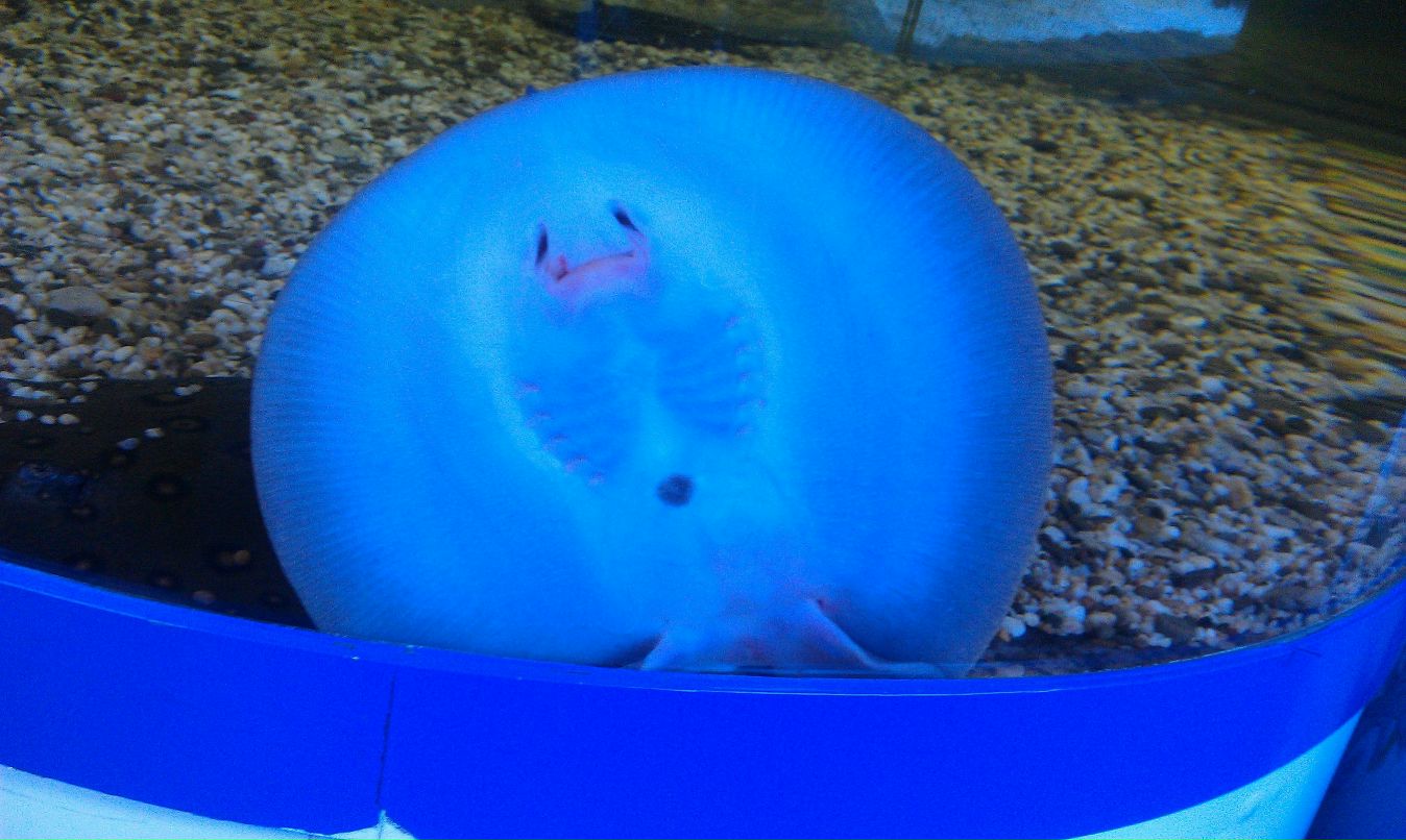 Кристина Дрёмина | Рязань