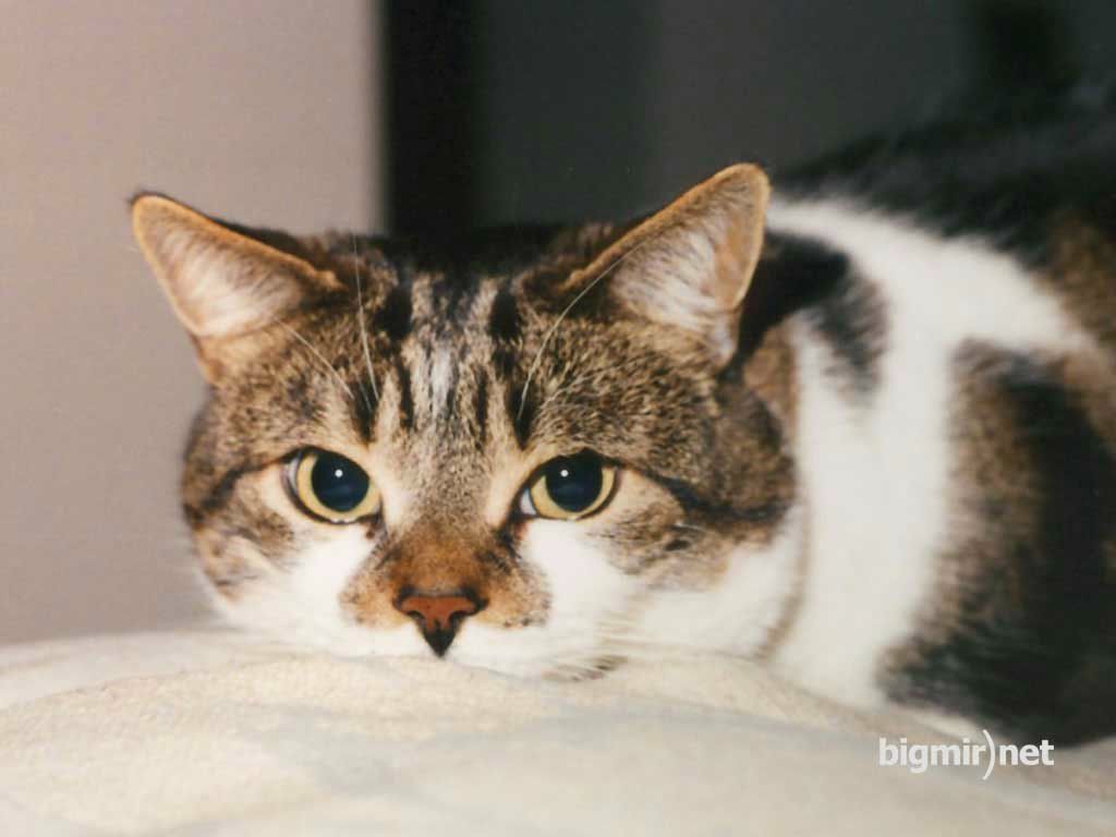 Николай Озеров | Чебоксары