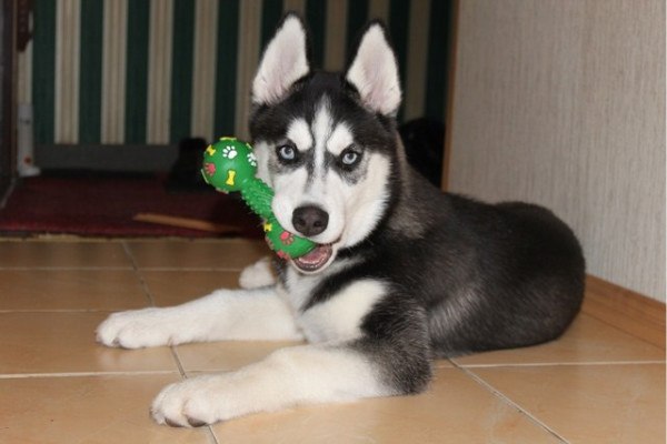 Ольга Тшестинская | Москва