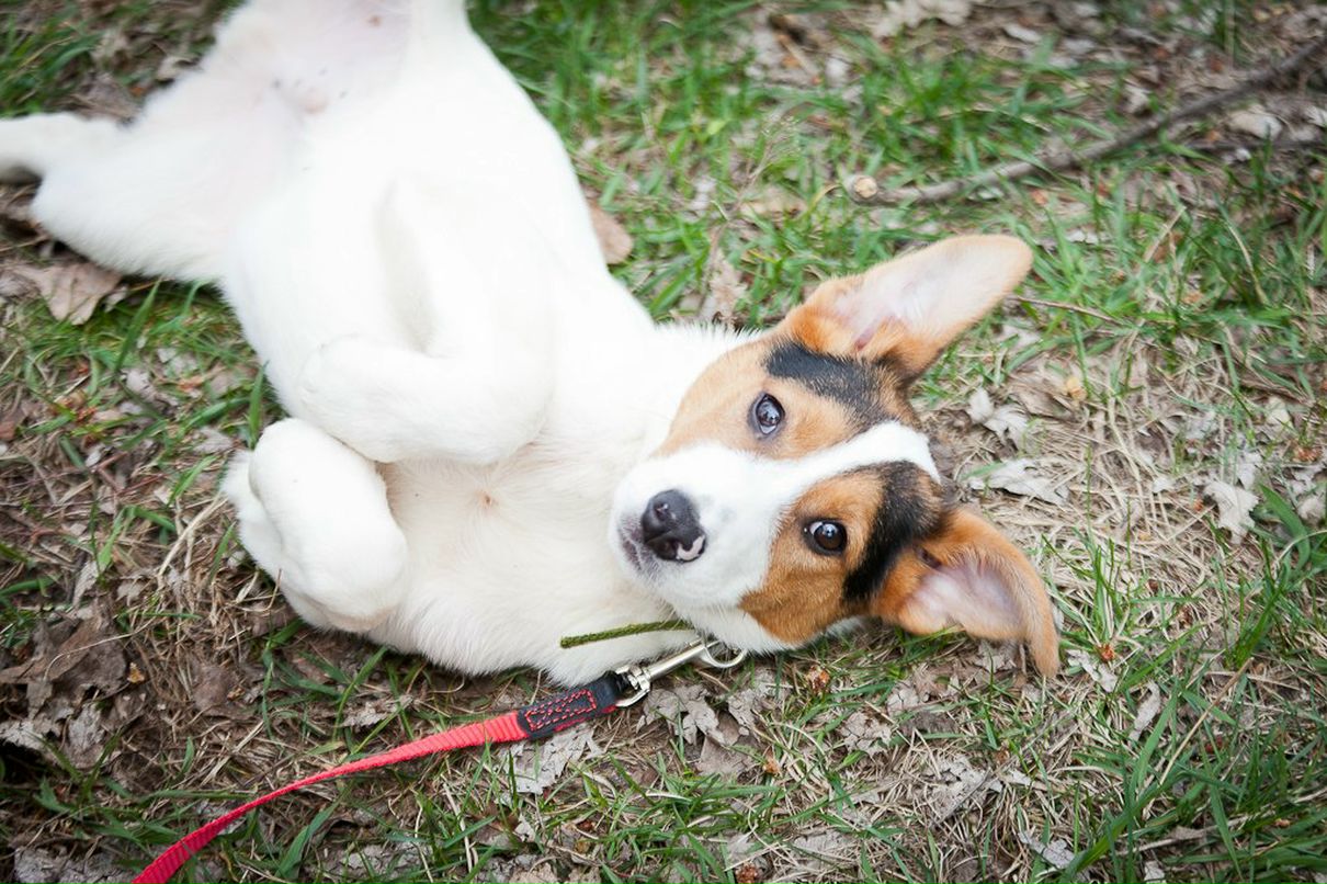 Татьяна Кривенко | Киев