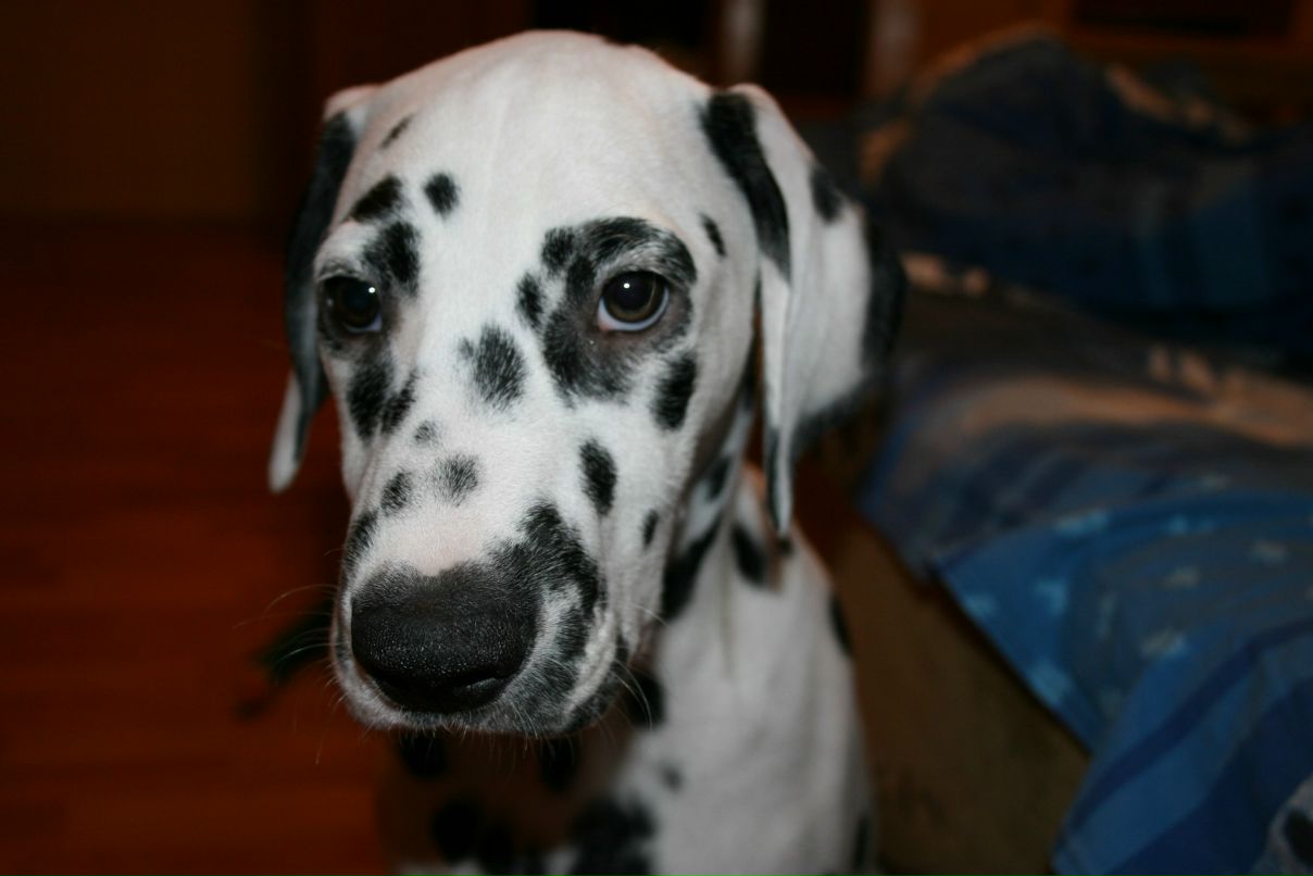 Павел Сергеевич 