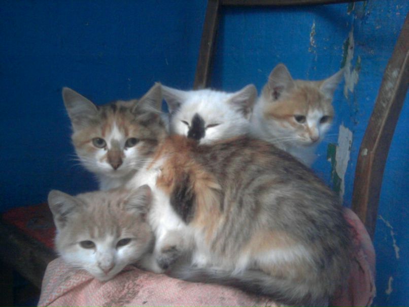 Артем Луганский | Луганск