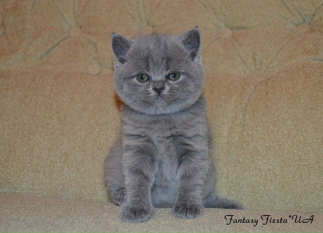 Людмила Перепелица | Одесса