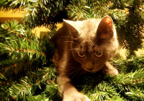 №46, Ольга Золотарева №46, Ольга Золотарева