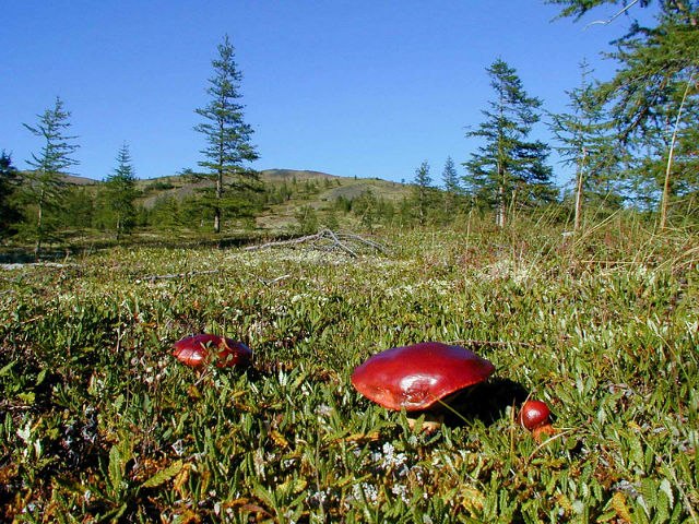 Андрей Касаткин | Анюйск