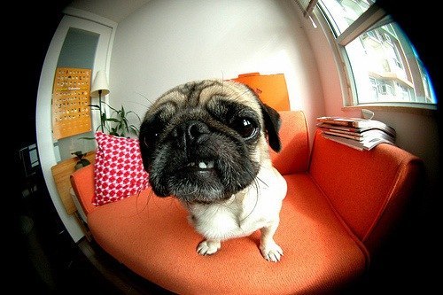 Diana Samoylova Disha | Москва