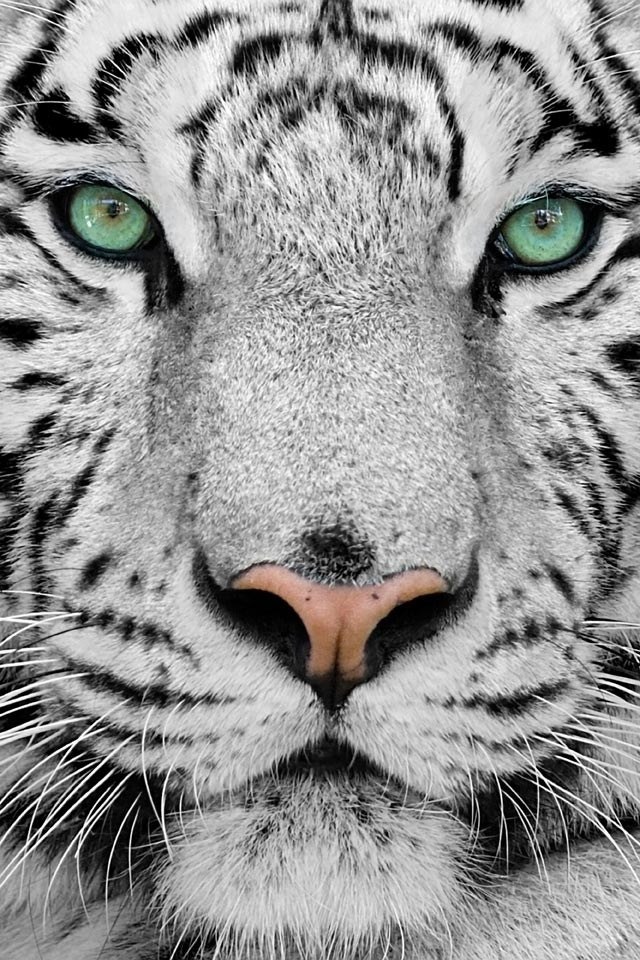 Denis Mihaylov | Москва