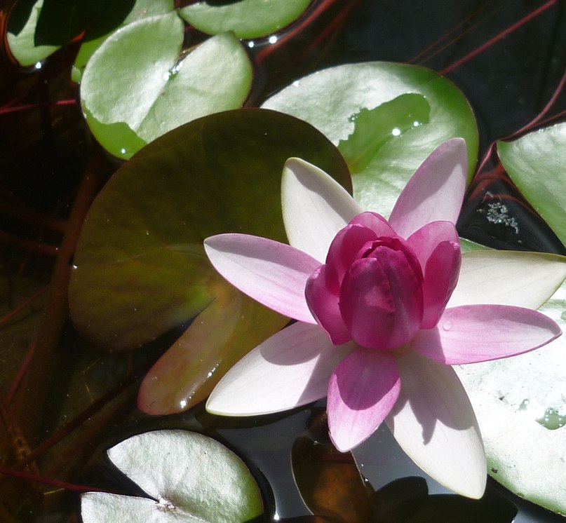 Вероника Золотухина | Красноярск