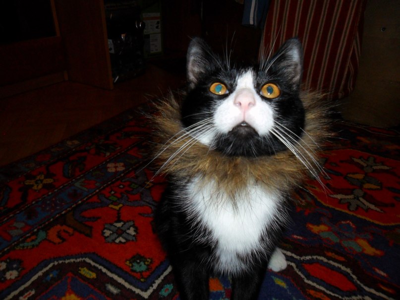 Вагиф Агамагомедов | Великий Новгород