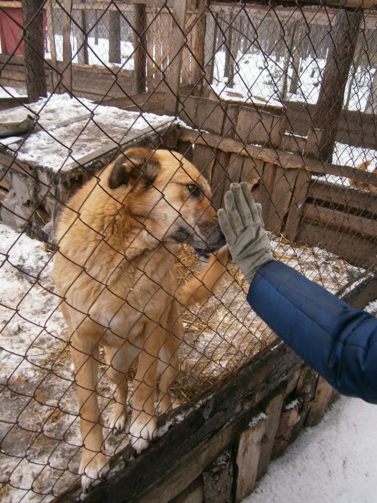 Олександр Брижко | Киев