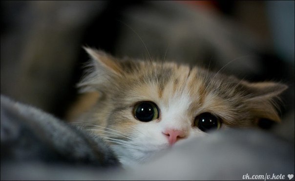 Людмила Матола | Донецк