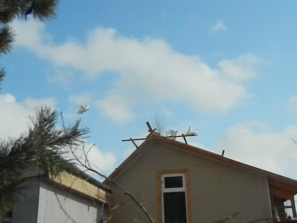 Федор Чугучак | Мичуринское