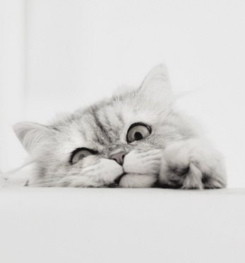 Светлана Штырбочка | Смолино