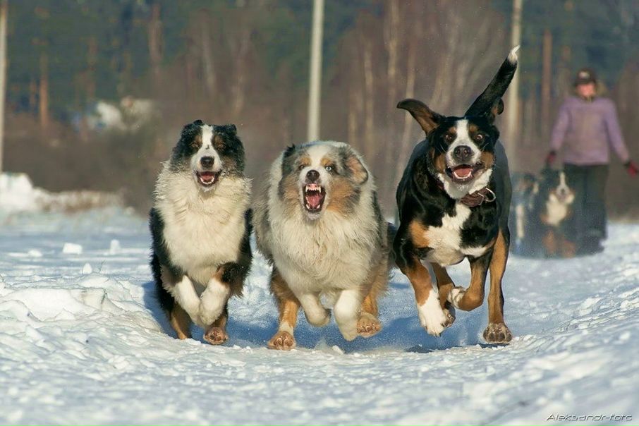 №8, Сергей Антонов, 24.8.1985 №8, Сергей Антонов, 24.8.1985