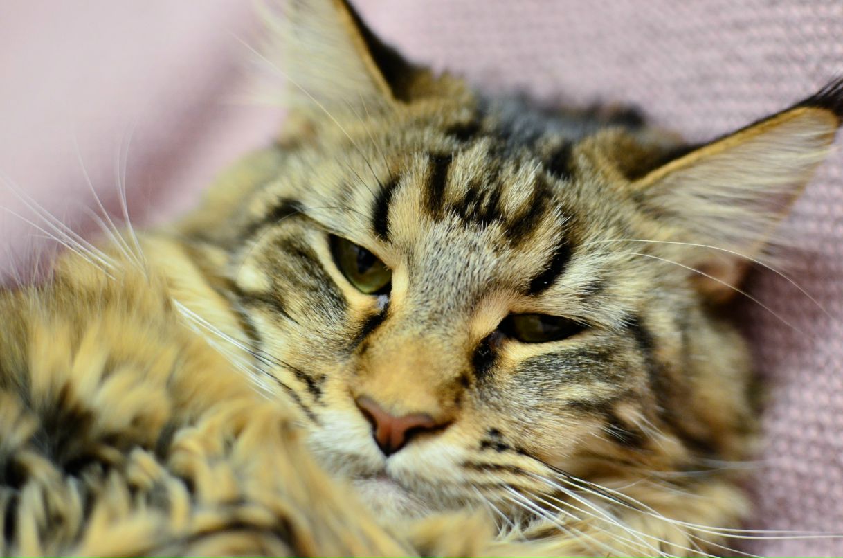 Irene Chernykh | Нижний Новгород