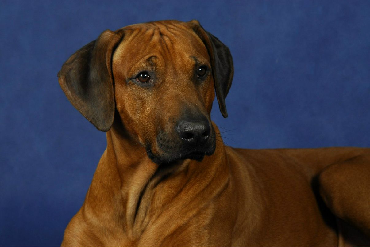 Татьяна Лоиш | Москва