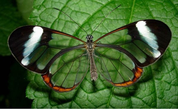 Ашот Ашотов | Актобе