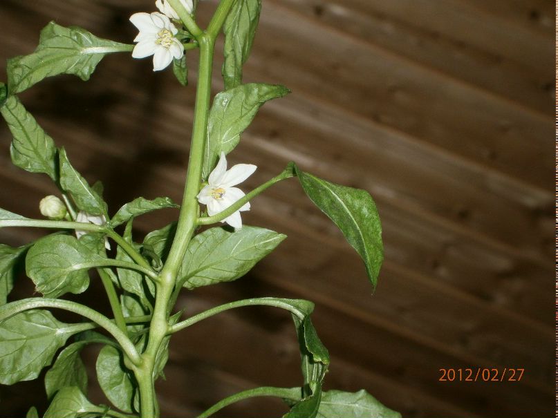 Дмитрий Максимов | 