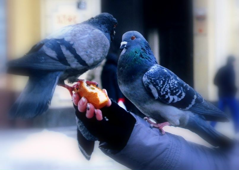 Лариса Карахим | Черкассы