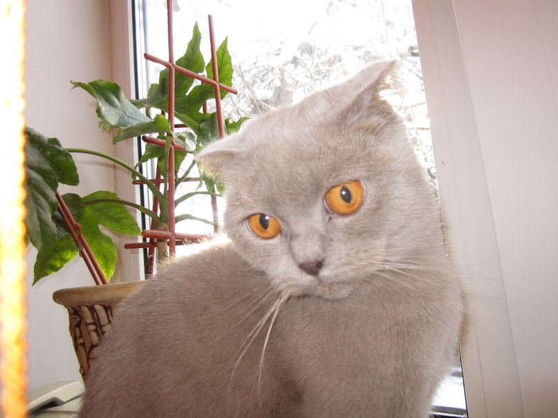 Юлия Левтерова Александровна | Великая Новоселка