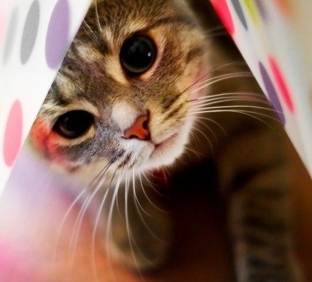 Діана Матвіюк | 