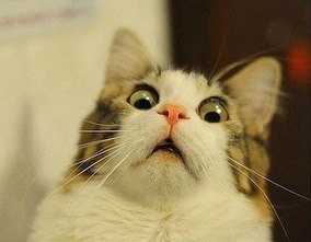 Анна Жеймо | 