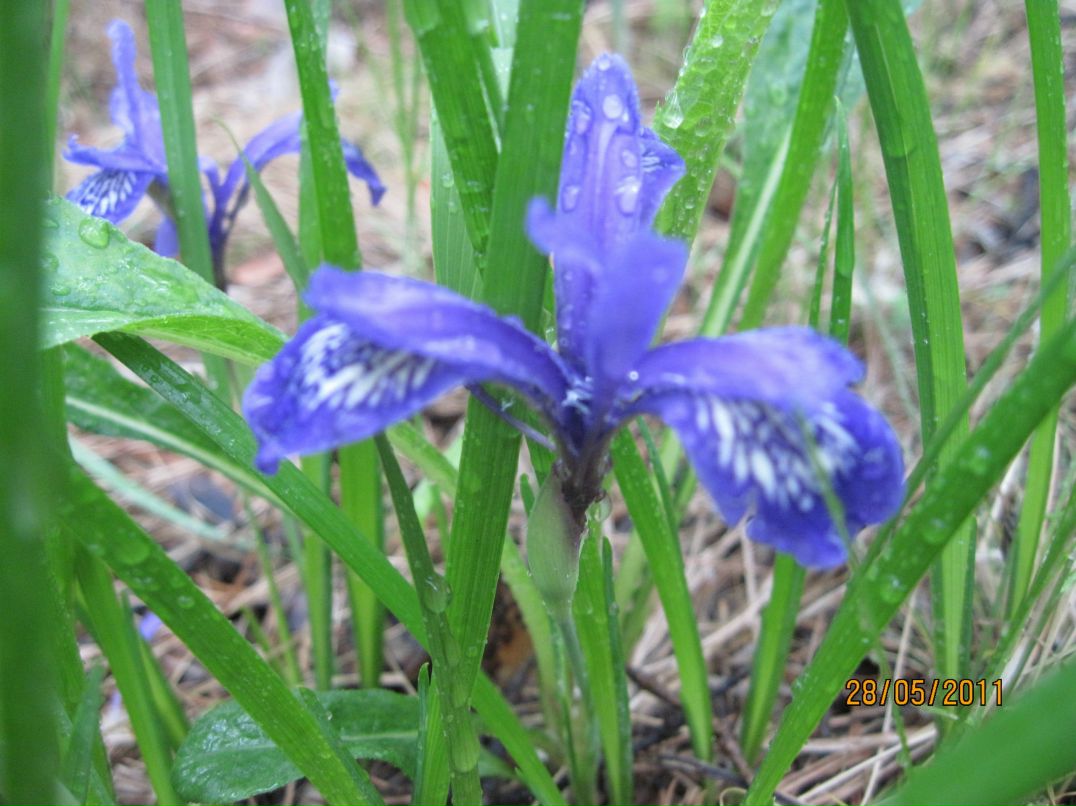 Анна Мельникова | Новосибирск