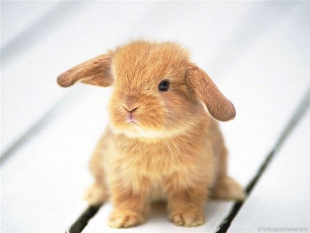 Ваня Лаврентьев ⎝⏠⏝⏠⎠ | Доброполье