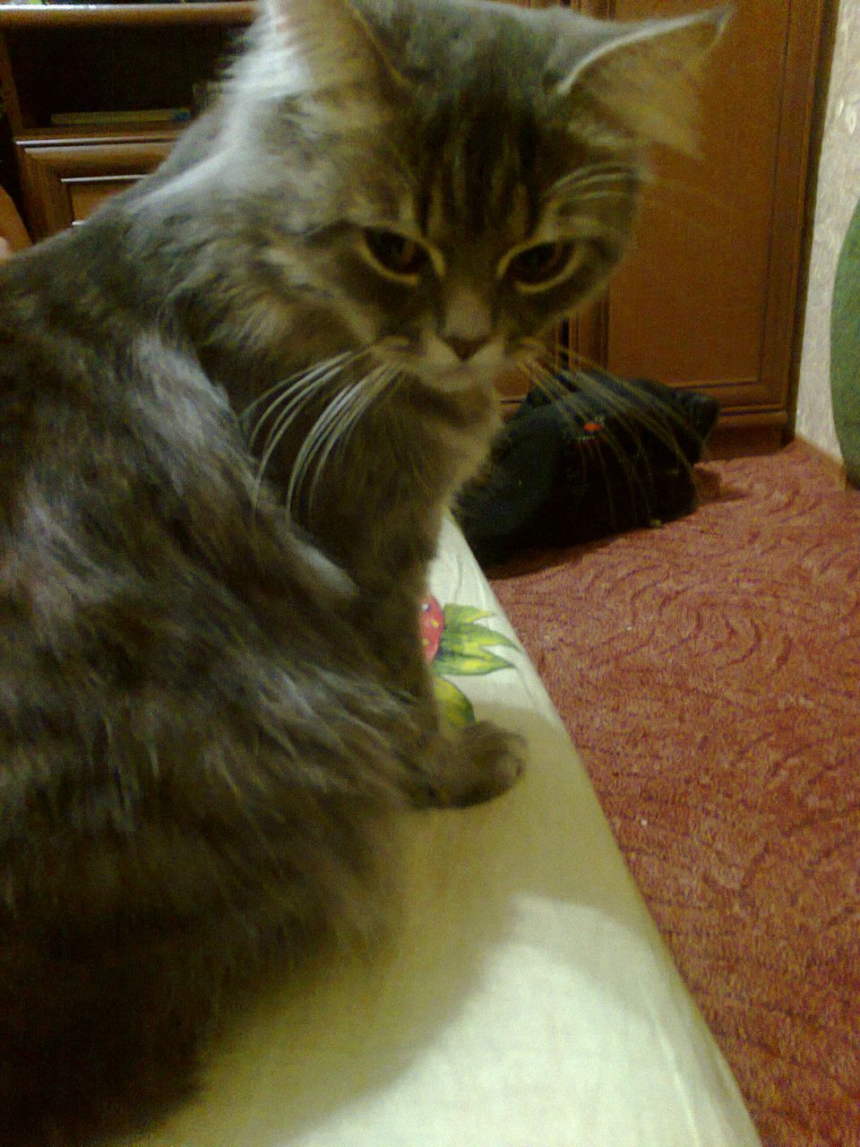 Анастасия Мамонова | Днепр (Днепропетровск)