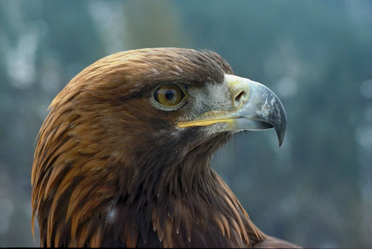 Гаден Нкайа | Brazzaville