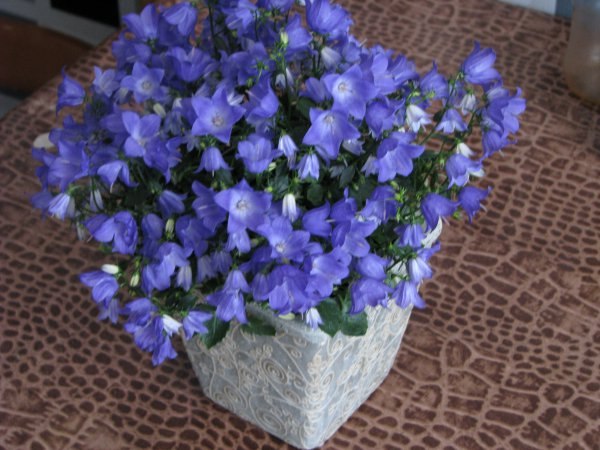 Евгения Усольцева | Новосибирск