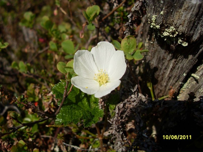 №109, Александра Осипова, 43 года, Видяево №109, Александра Осипова, 43 года, Видяево
