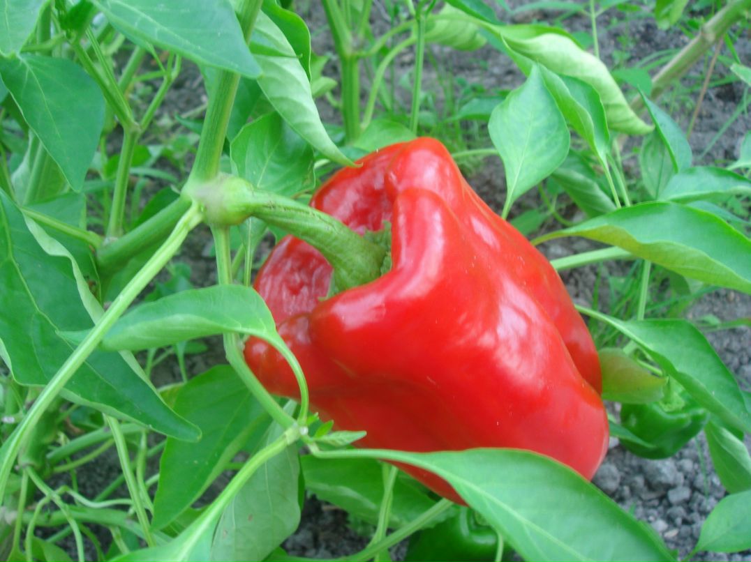 Татьяна Журавлева | Санкт-Петербург