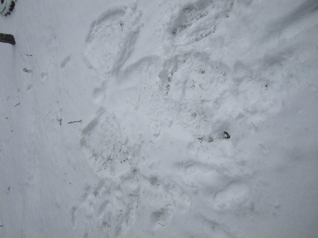 Ольга Белоног | Горловка