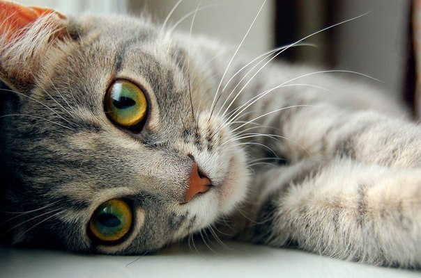 Неля Арестова | Киев