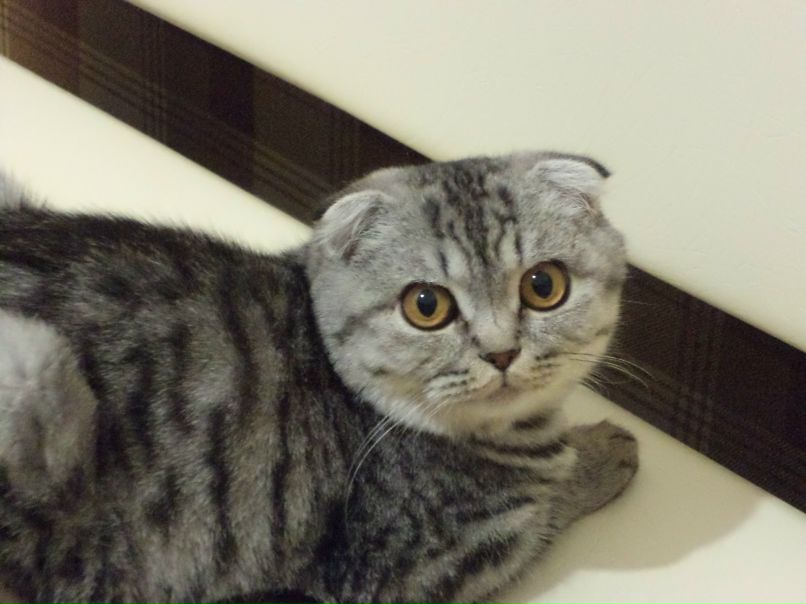 Анюта Хомутова | Севастополь