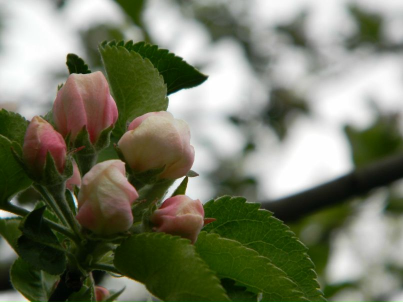 Ирина Малина | 