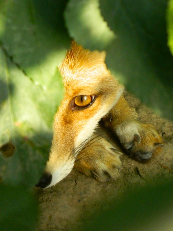 Анна Lisenok ♥ | Krefeld