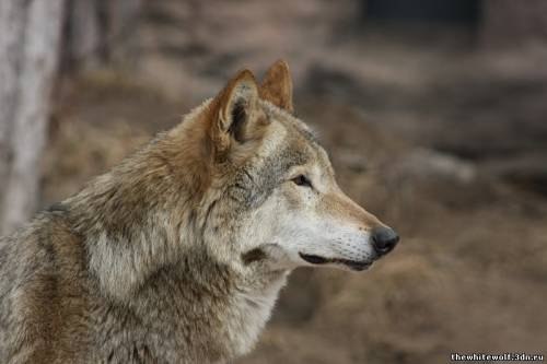Серёга Макарьев Стивен | Москва
