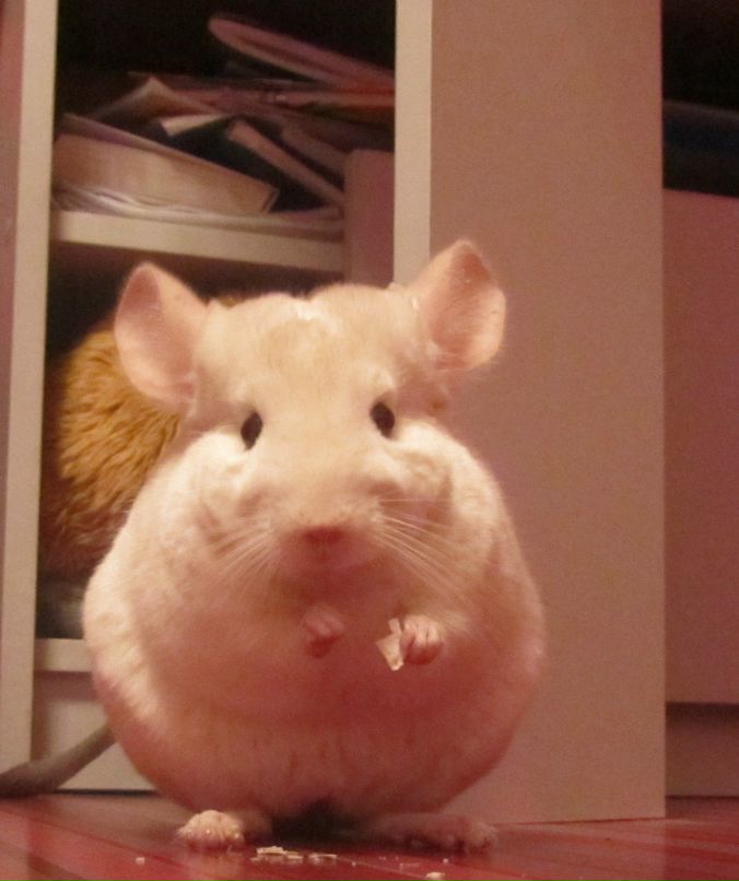 Ира Лаппа | Днепр (Днепропетровск)