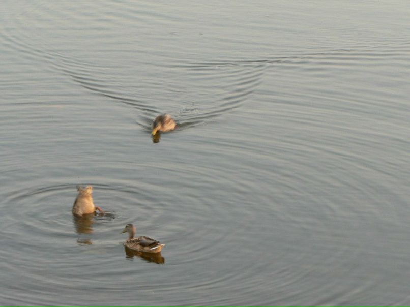 Наташа Неспящая | 