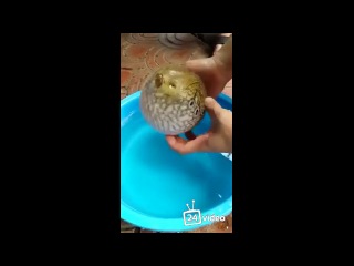 Надутая лягушка через соломинку. Надуть лягушку через соломинку. Надувание Жабы через соломинку. Надуваем шар через соломинку. Рыба шар в тазике