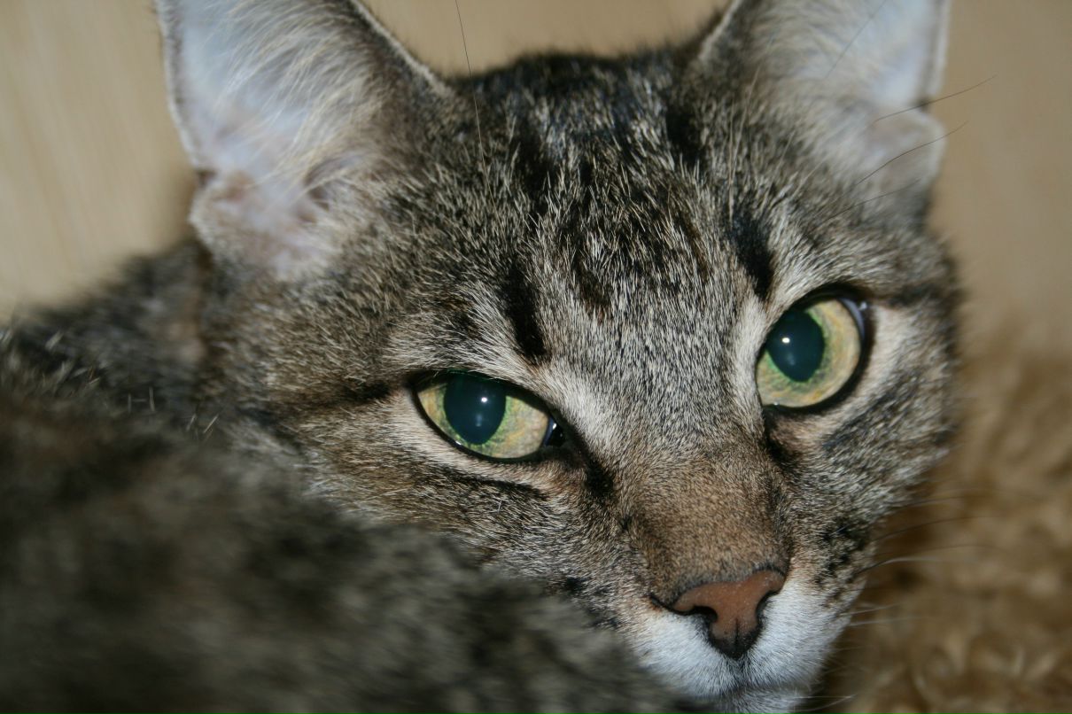 Евгений Сенин | Орёл